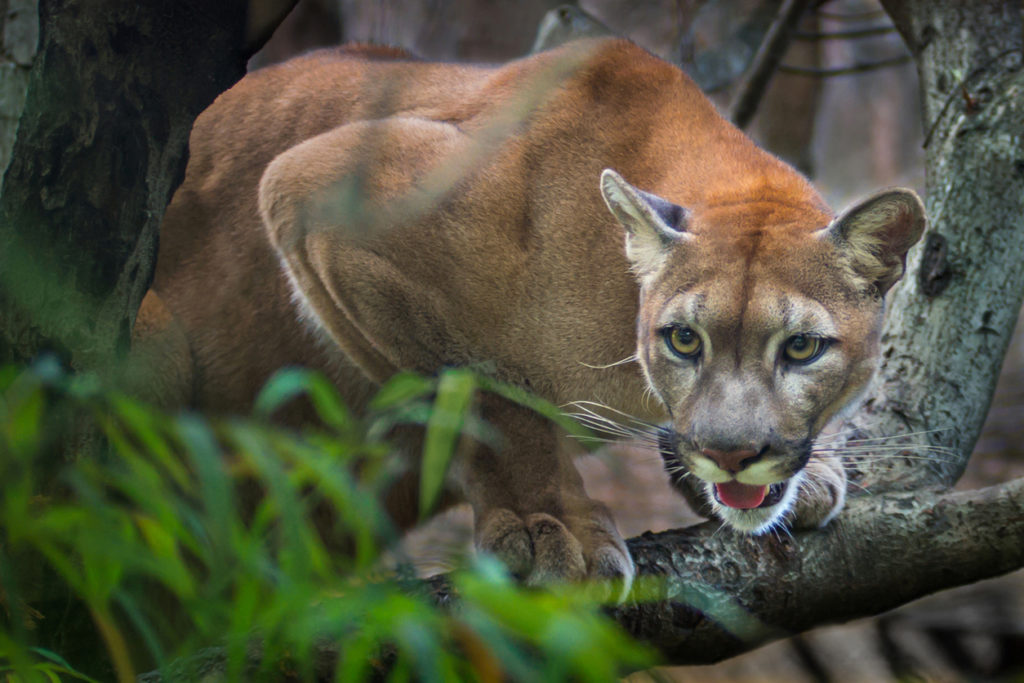 A puma mountain lion crouching on a tree waiting to pounce